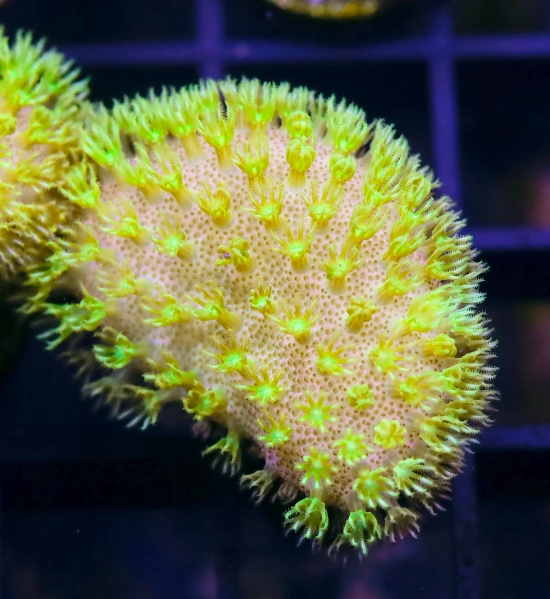 Fiji Leather Coral